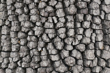 natural exterior of an old tree, background