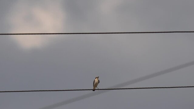 Wheatear sits on electric wires. The northern wheatear (Oenanthe oenanthe) is a small passerine bird that was formerly classed as a member of the thrush family Turdidae