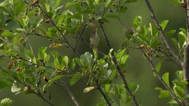 The bird (icterine warbler) sits on the branches of a bush and sings its song. The icterine warbler (Hippolais icterina) is an Old World warbler in the tree warbler genus Hippolais.