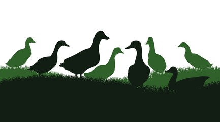 Ducks graze in pasture. Picture silhouette. Farm pets. Domestic poultry. Isolated on white background. Vector