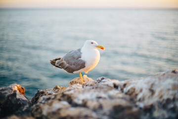 seagull on the rocks by the sea at sunset