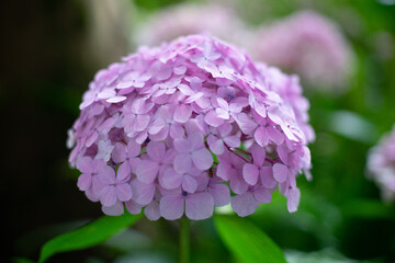 close up of pink hydrangea flower