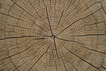 natural patterned interior of a cut old tree, background