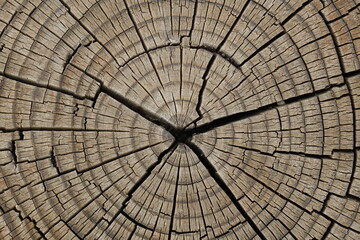 Fototapeta premium natural patterned interior of a cut old tree, background