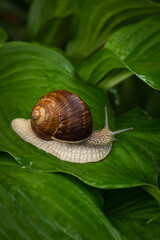 snail on green  leaves