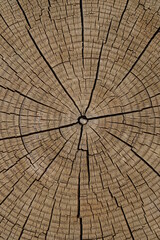 natural patterned interior of a cut old tree, background