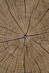Fototapeta premium natural patterned interior of a cut old tree, background