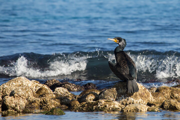 Cormorán tomando el sol sobre roca en la costa de El Campello, Alicante, España