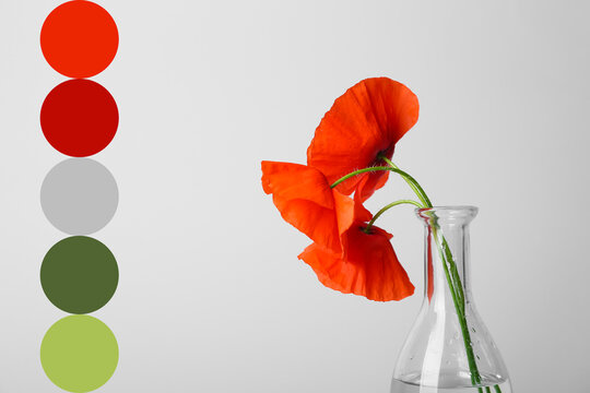 Vase with beautiful red poppy flowers on light background. Different color patterns