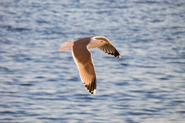 Gaviota con juego de luces del sol