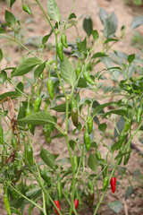 The tree has innumerable green peppers