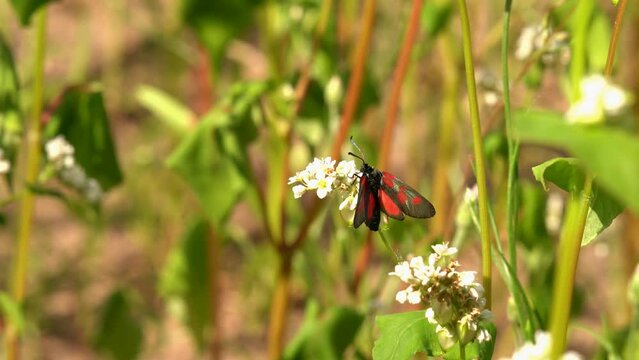 The butterfly sits on a buckwheat flower. The six-spot burnet (Zygaena filipendulae) is a day-flying moth of the family Zygaenidae.