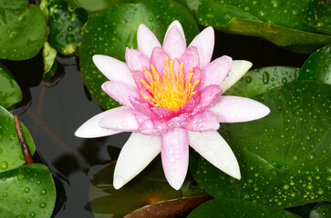 pink water lily in pond