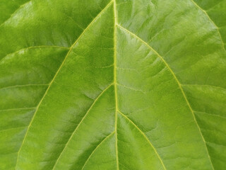 Closeup, Abstract green striped leaf texture for background or design advertising product, Greenery nature plant leaves