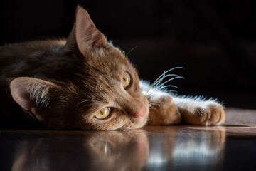 A young curious ginger cat lying on the floor