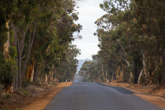 tree-lined rural bitumen road with shoulder widening work