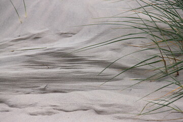 tufts of grass in the sand of a dune by the sea