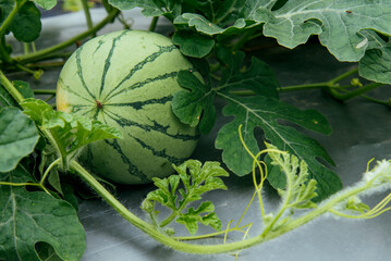 Watermelon grow in country orchard fields in summer. Flowering plant species of the Cucurbitaceae...