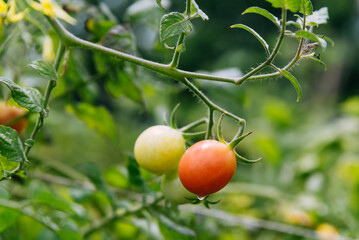 Cherry tomatoes on the vine. Colorful small round berry fruit grow on vine. 