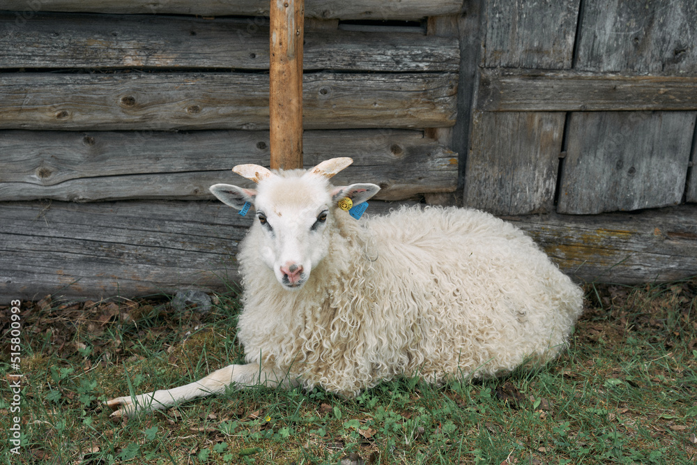 Wall mural Traditional old Norwegian sheep breed from Valdres Folk Museum, Oppland, Norway.