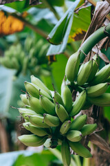 Unripe green bananas on tree on a farm in Dongguan, Guangdong in summer.  Musaceae fruits grow in tropical and subtropical.
