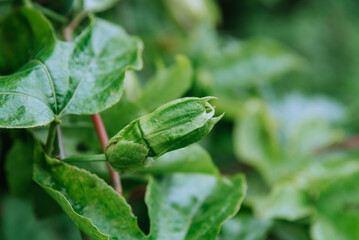 Green bud and leaves of passiflora. Green vine plant wall paper.