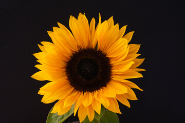 sunflower on black background