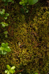 moss reindeer moss background
