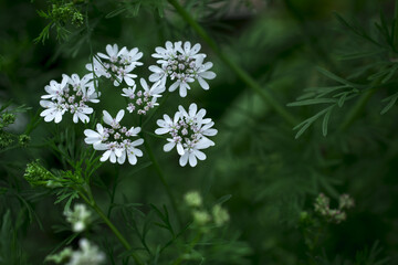 Coriander Green leaf and white flowers in garden