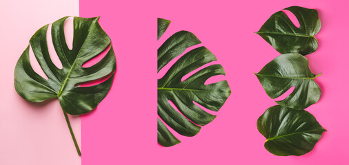 Set of green tropical monstera leaves on pink background