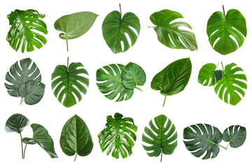 Set of many green tropical monstera leaves on white background