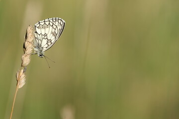 Marbled White butterfly close up, black and white butterfly