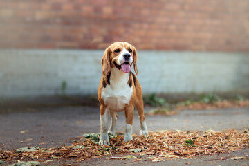 Brown dog beagle staying on path among beautiful bright fallen leaves with brick wall background....