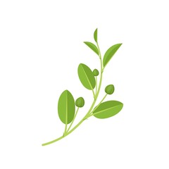 Vector illustration, fresh caper bud with leaves, scientific name Capparis spinosa, flat design, isolated on white background.