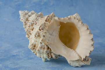 big seashell, isolated on blue background