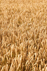 Golden wheat field background in summer before harvest