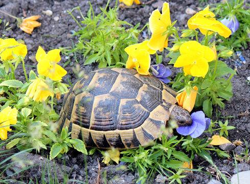 Glutton turtle