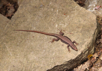 cute lizard