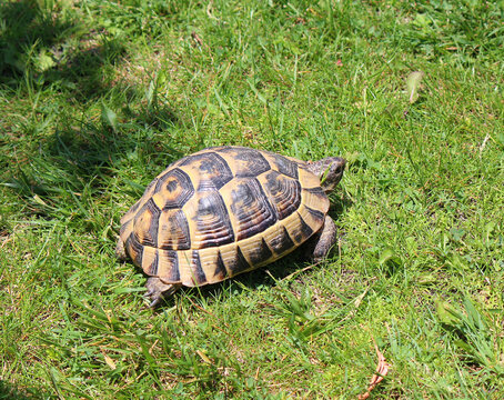 Glutton turtle