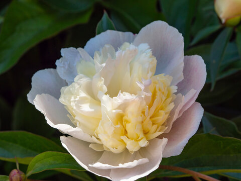 Beautiful blooming white terry peony with pink and yellow petals on a background of green leaves. White, pink, yellow petals of a peony flower in the garden macro photo