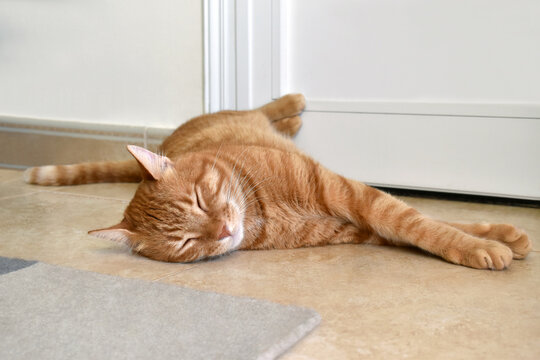 Ginger cat sleeping on the floor at home. Photo can be used for the concept of how to stop cat scratching the rug or carpet and how to remove pets hair on the rug or carpet.