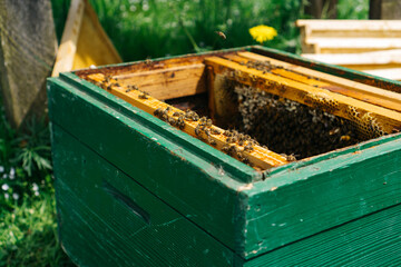 Green bee hive on the apiary
