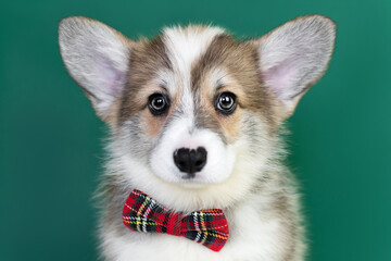Portrait of a cute corgi puppy with a butterfly on a green background
