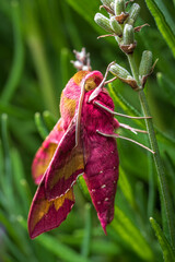 Kleiner Weinschw&auml;rmer