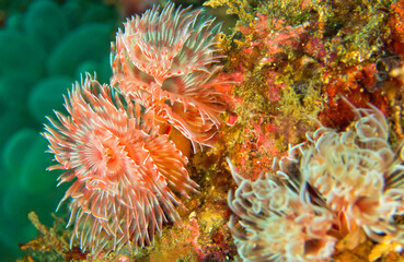 Feather Duster Worms, Tube Worm, Polychaete, Coral Reef, Lembeh, North Sulawesi, Indonesia, Asia