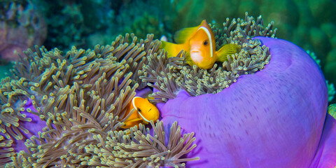Blackfinned Anemonefish, Amphiprion nigripes, Magnificent Sea Anemone, Heteractis magnifica, Coral...