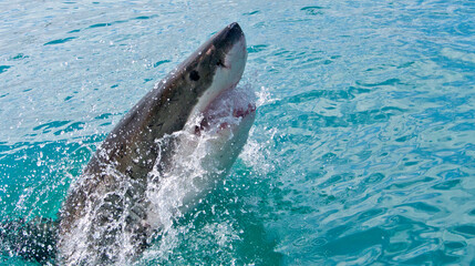 Obraz premium Great White Shark, Carcharodon carcharias,Gansbaai, Western Cape, South Africa, Africa