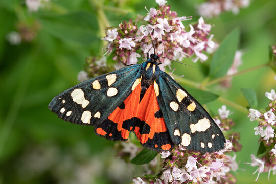 Sch&ouml;nb&auml;r (Callimorpha dominula)