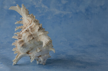 big seashell, isolated on blue background