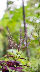 beautiful flower stalks that just bloomed buds on the plantation